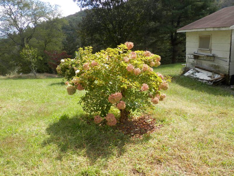 1955 Reliance Road Tellico Plains, TN 37385 - Photo 7 of 34 PA120021