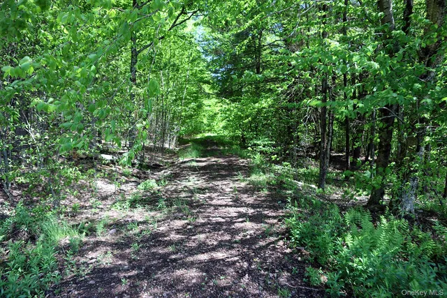 a view of a forest with lots of trees