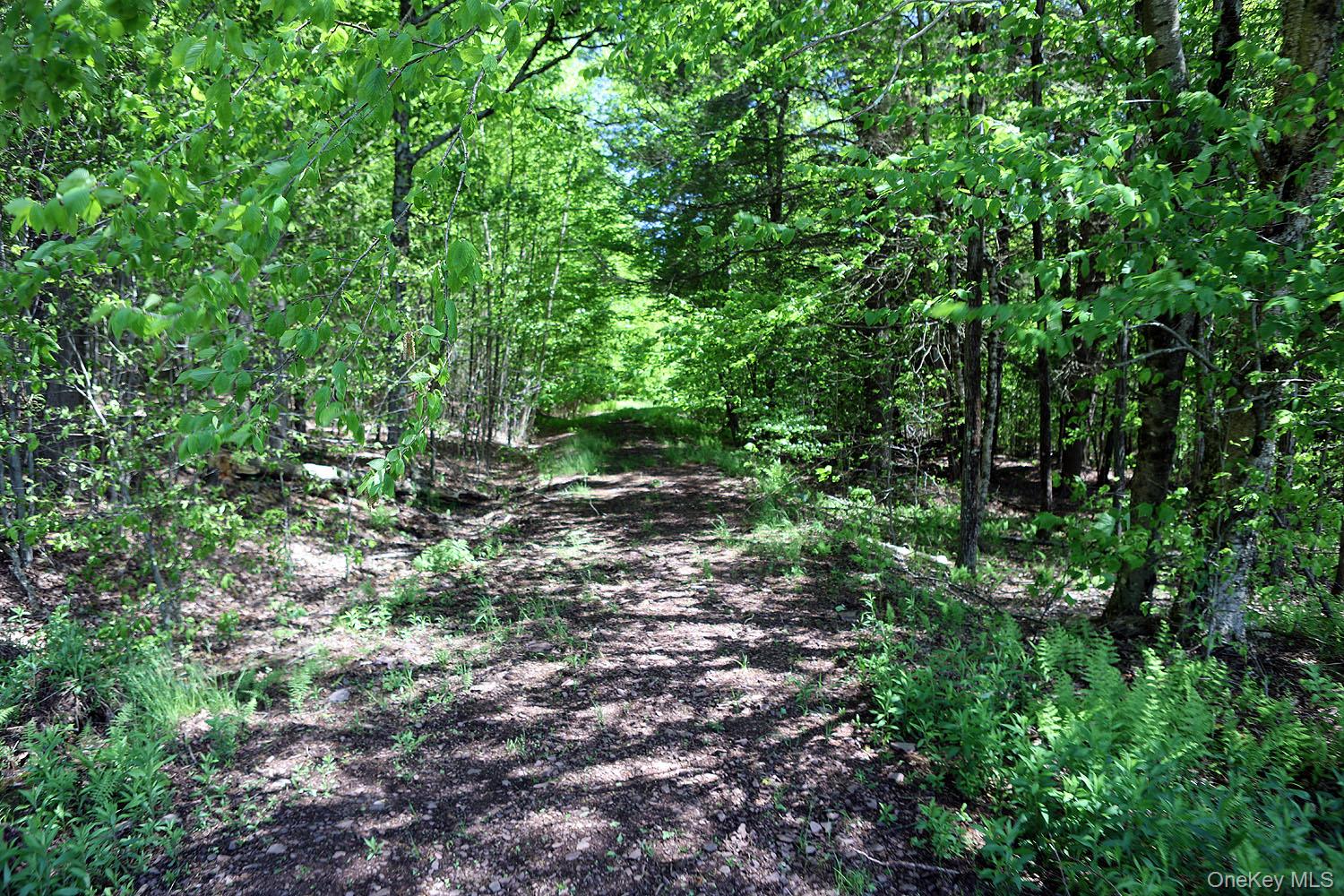 John Milk Road Long Eddy, NY 13783 - Photo 11 of 50 a view of a forest with lots of trees