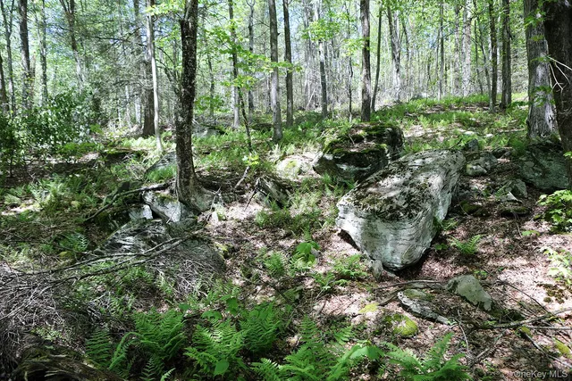 a view of a plant in a garden