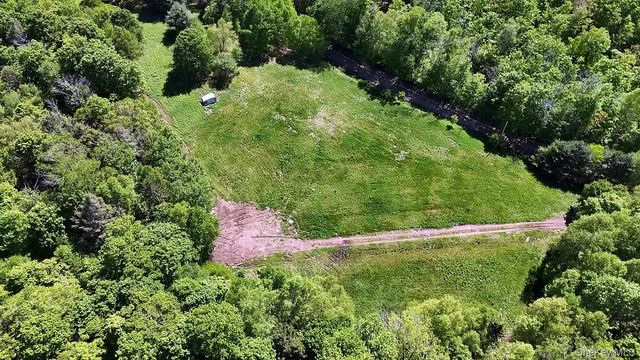view of a lush green forest
