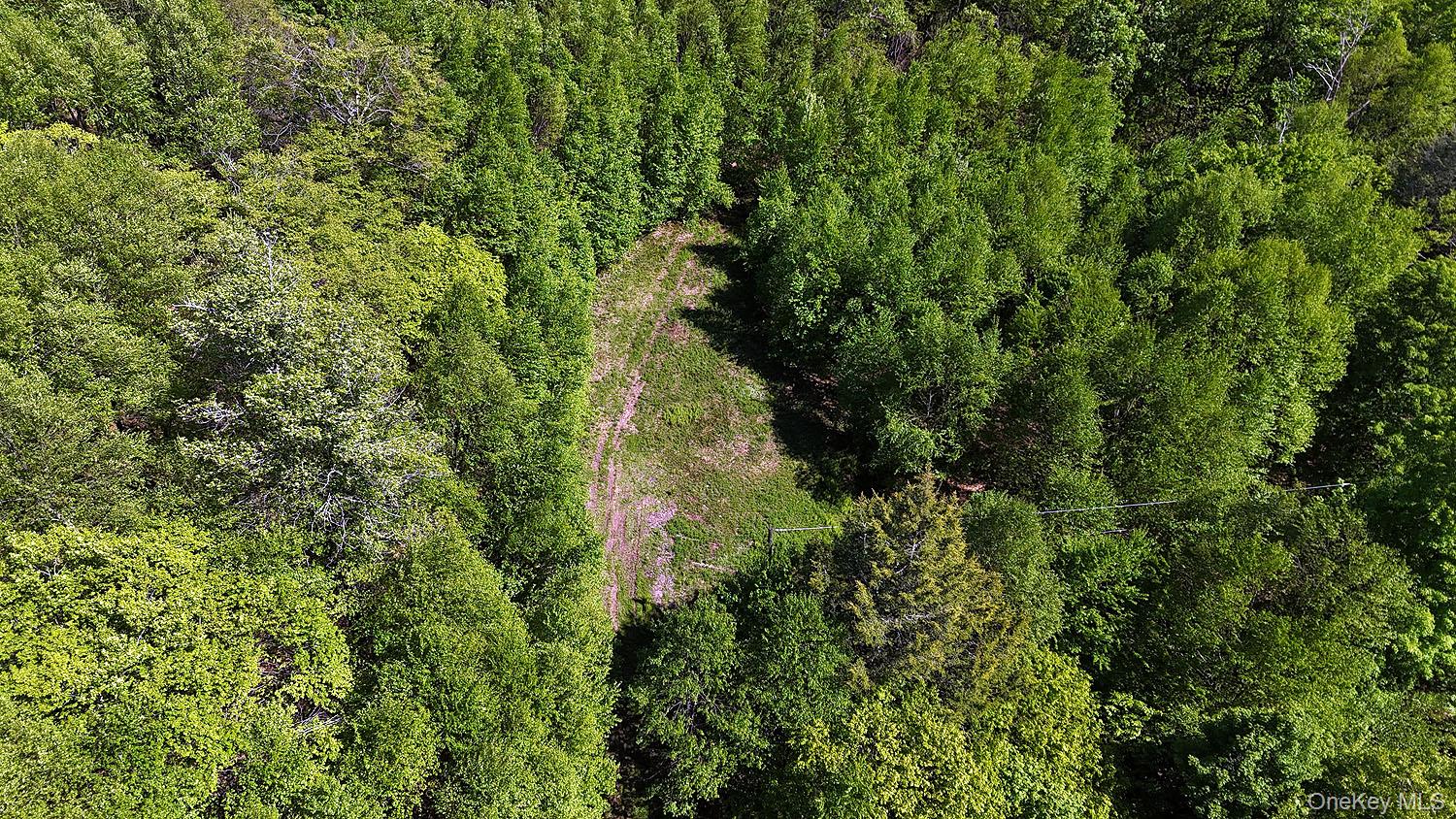 John Milk Road Long Eddy, NY 13783 - Photo 34 of 50 a view of a lush green forest