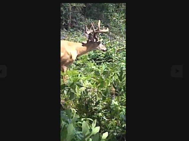 $25,000 | 0 Grapevine Avenue, Tomah, WI 54660