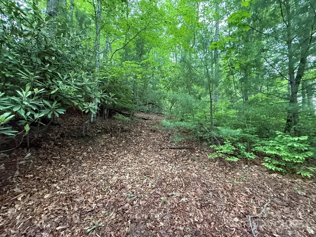 a view of a yard with plants and a tree