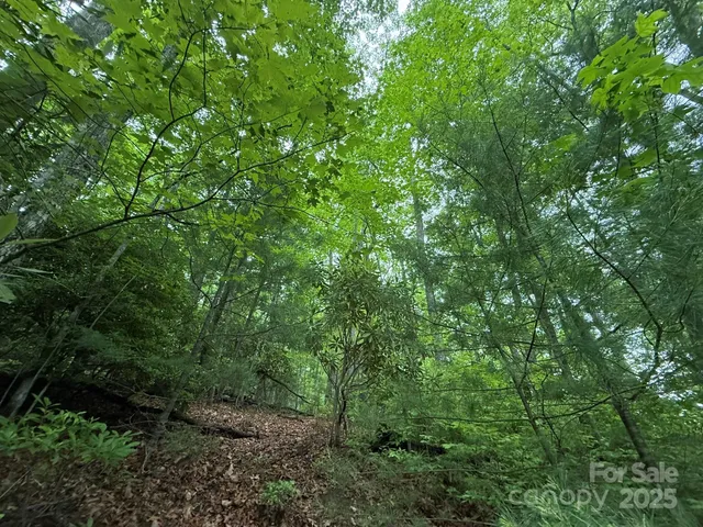 a view of a lush green forest