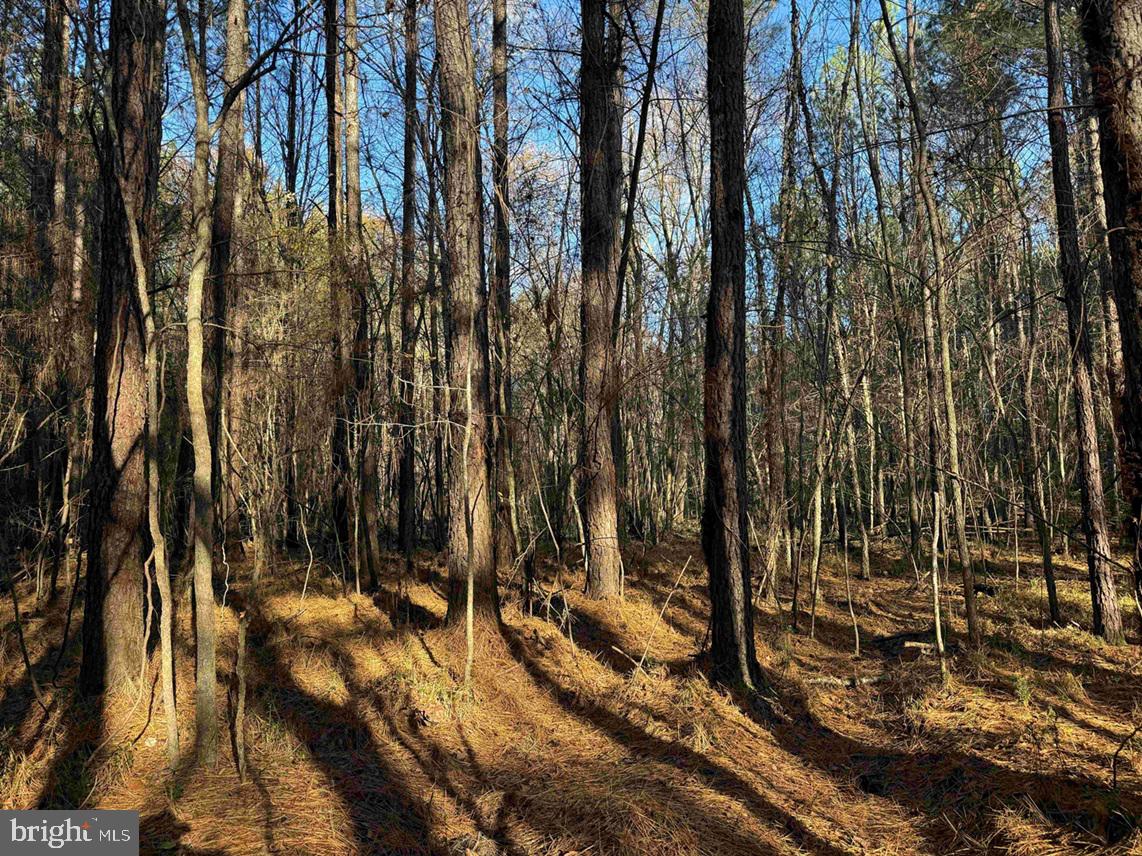 Slagles Lake Road Jarratt, VA 23867 - Photo 14 of 23