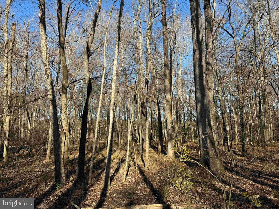 Slagles Lake Road Jarratt, VA 23867 - Photo 20 of 23