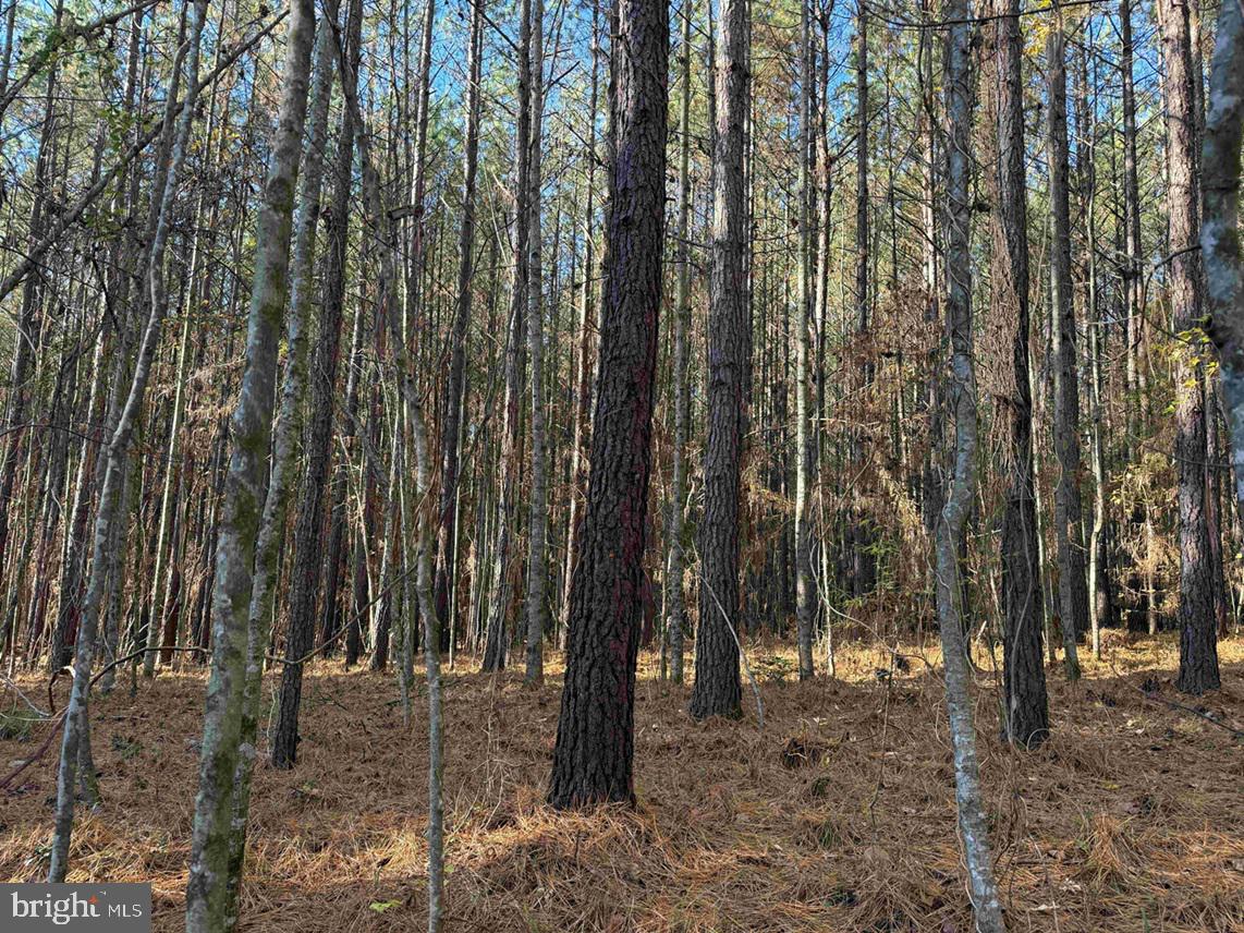 Slagles Lake Road Jarratt, VA 23867 - Photo 21 of 23