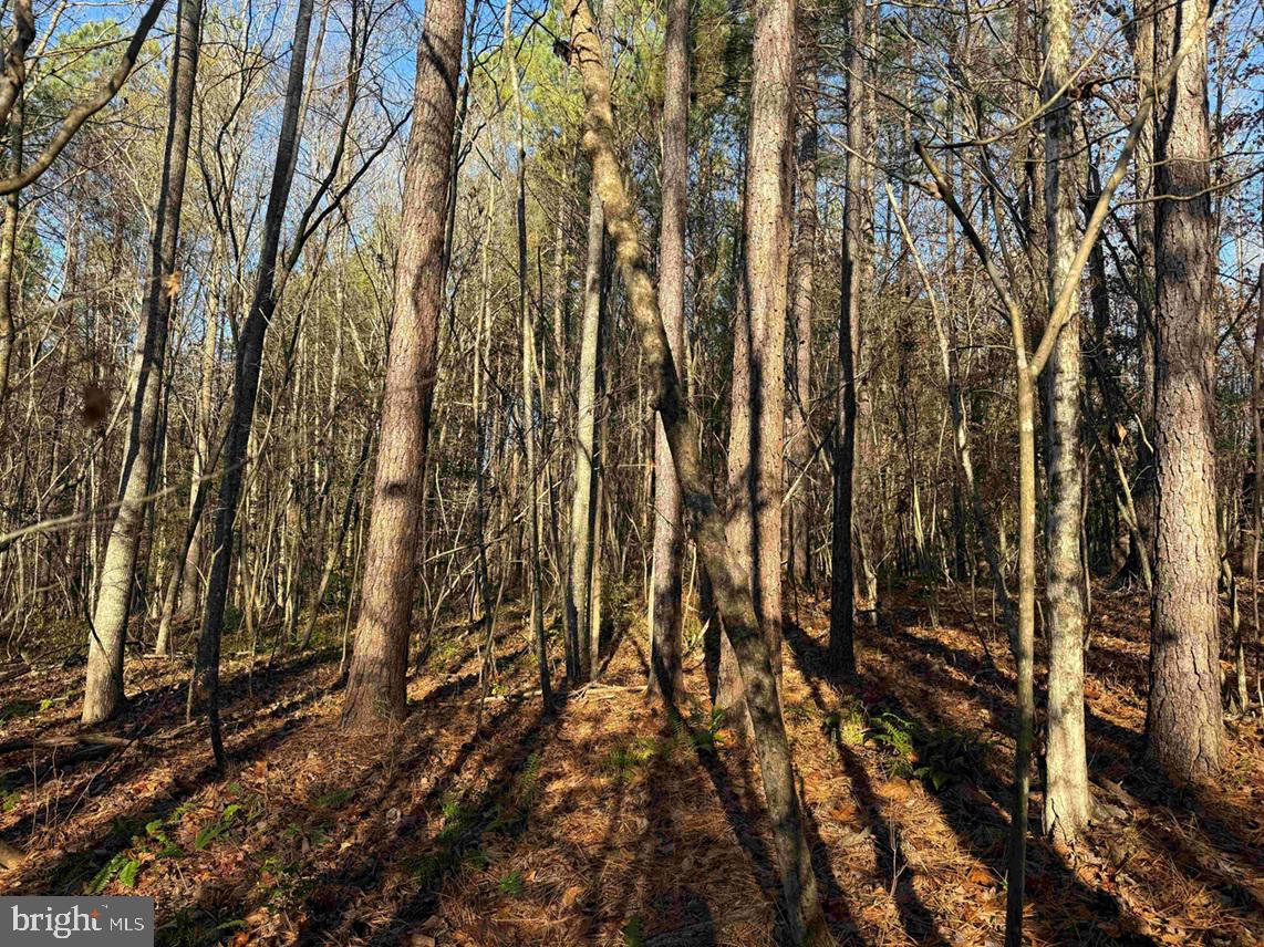 Slagles Lake Road Jarratt, VA 23867 - Photo 8 of 23
