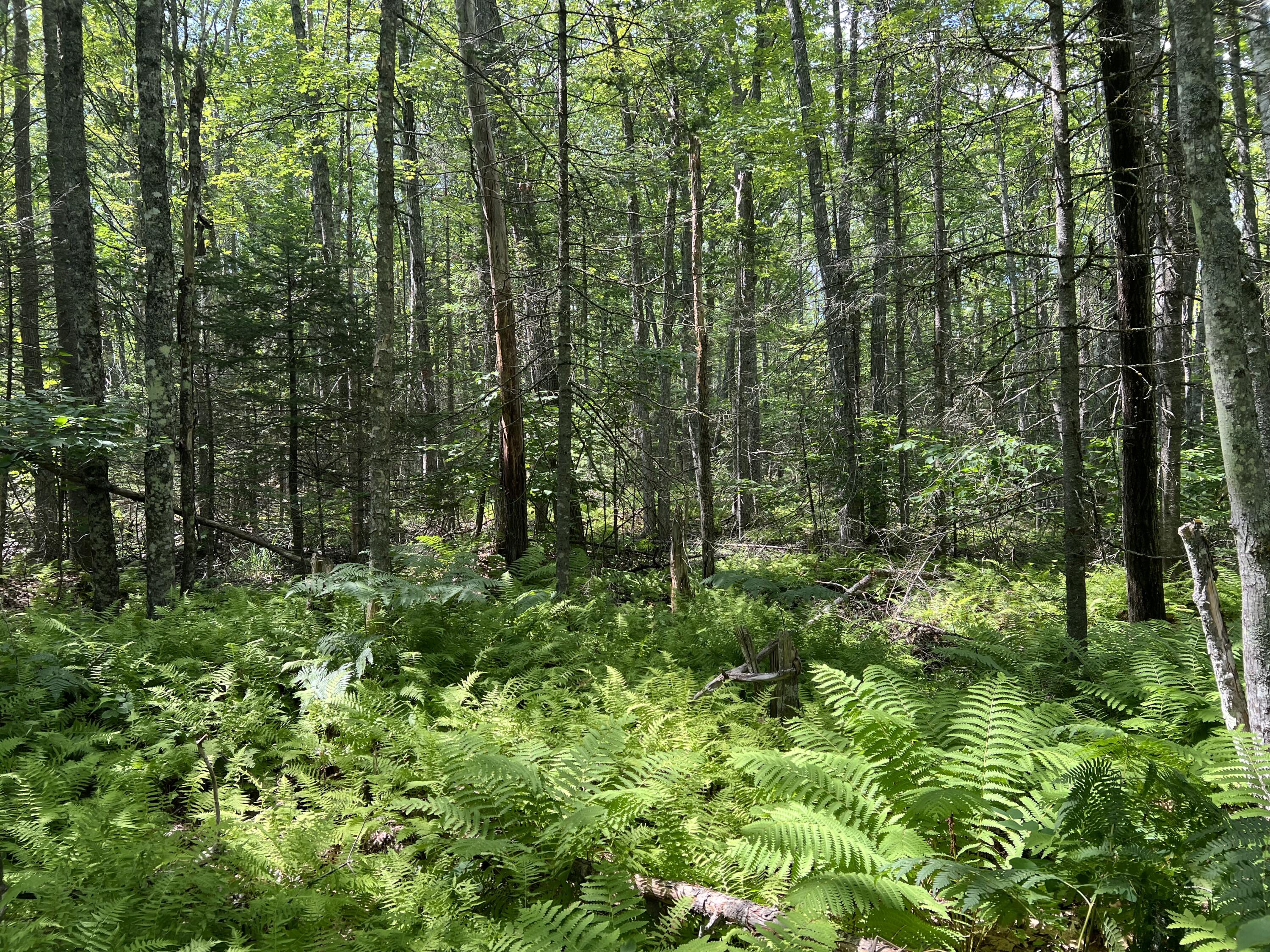 0 Violette Way Orland, ME 04472 - Photo 5 of 16 IMG_3896