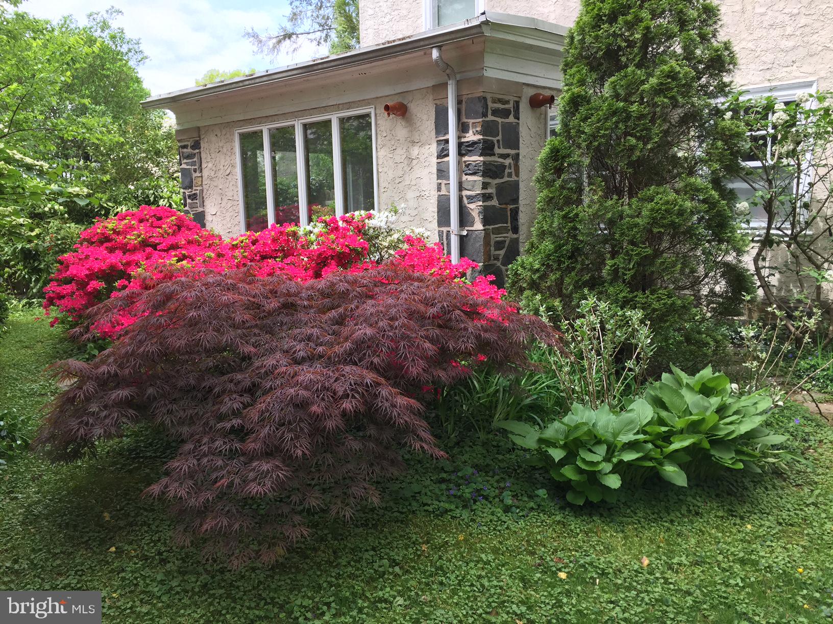 14 Snowden Road Bala Cynwyd, PA 19004 - Photo 53 of 59 Azaleas at enclosed porch