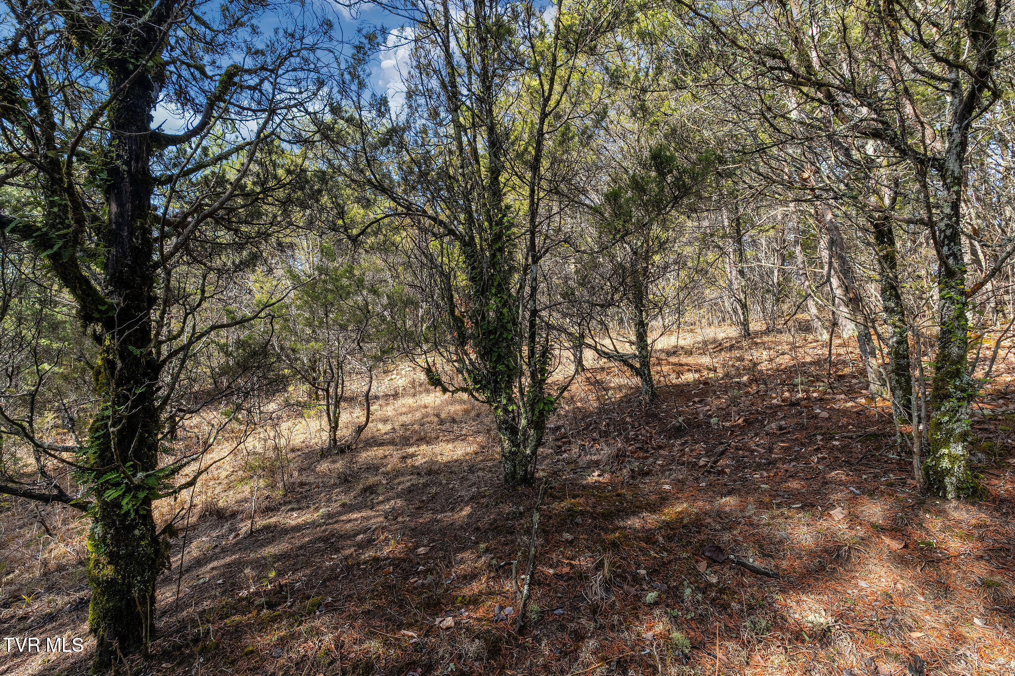 Tbd Democrat Road Mohawk, TN 37810 - Photo 13 of 18 DSC03822