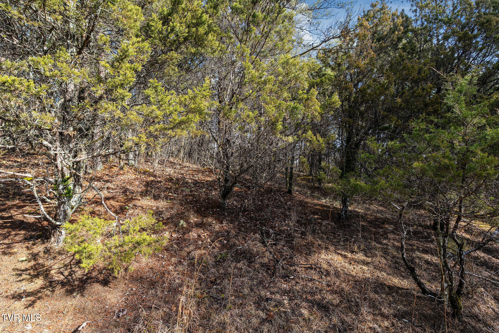 Tbd Democrat Road Mohawk, TN 37810 - Photo 14 of 18 DSC03823