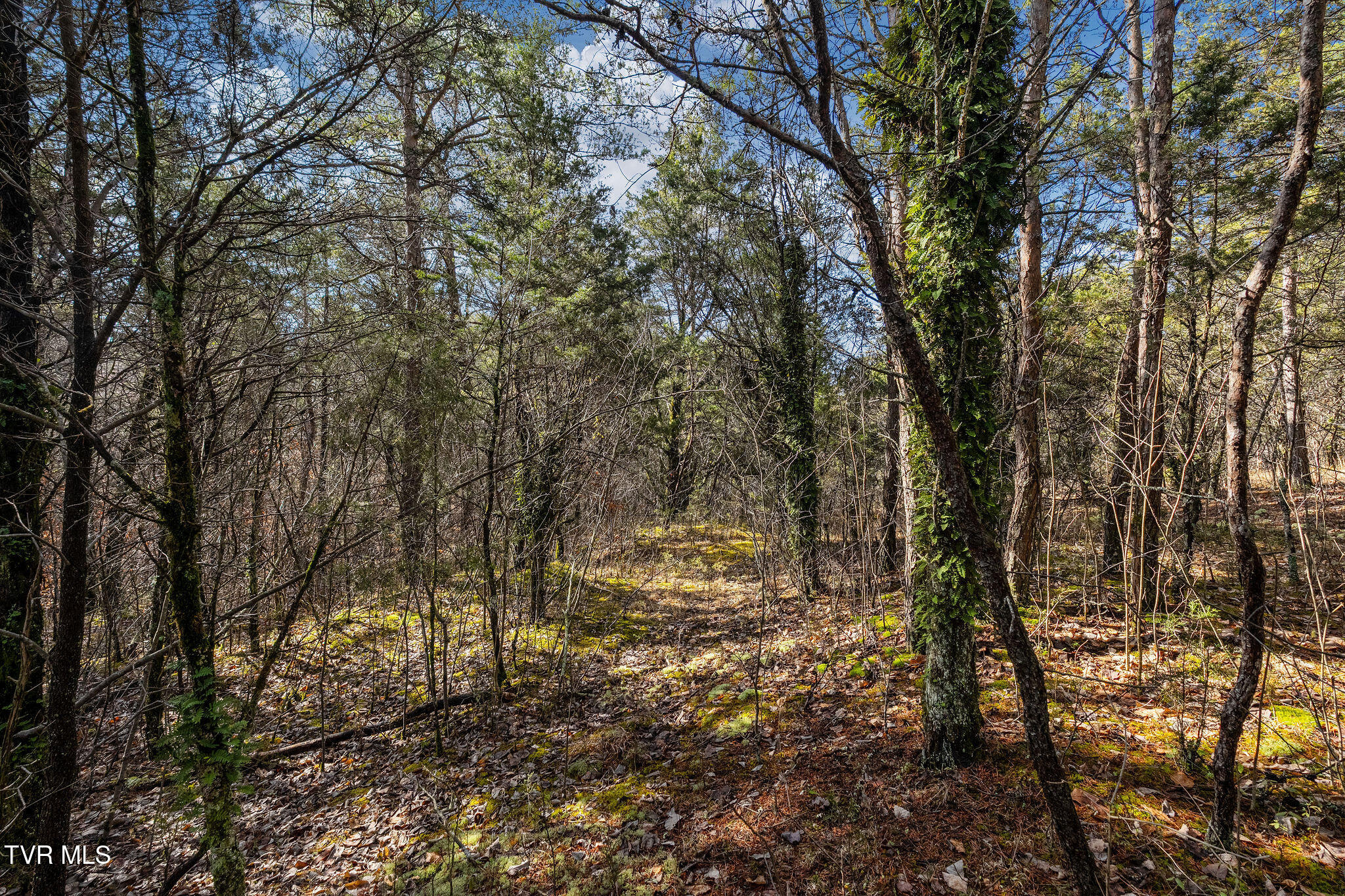 Tbd Democrat Road Mohawk, TN 37810 - Photo 16 of 18 DSC03825