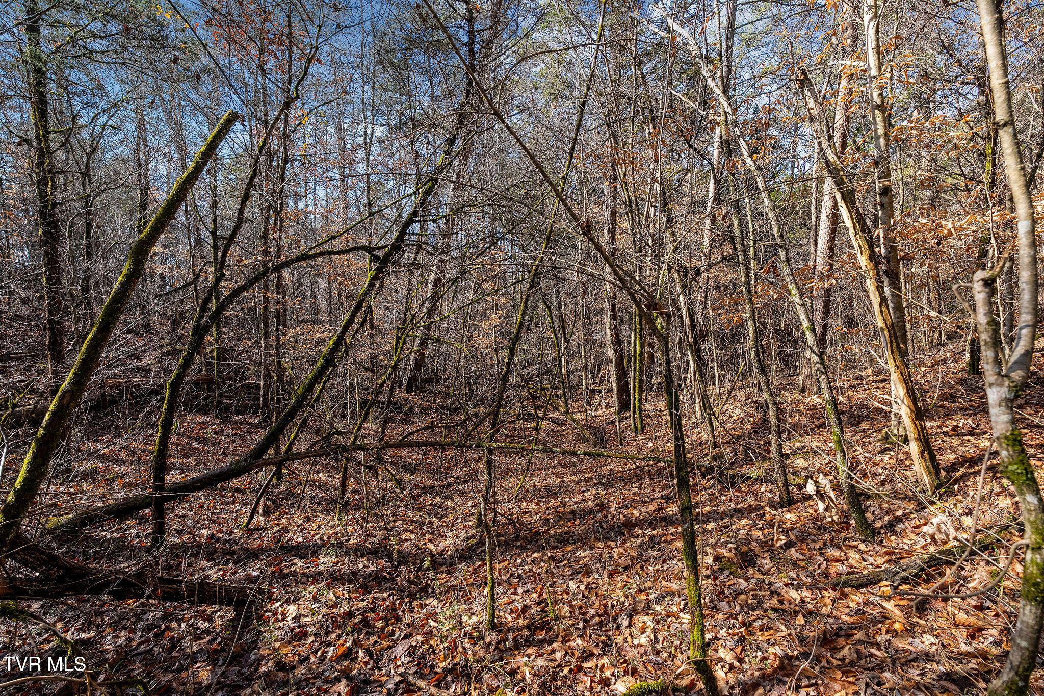 Tbd Democrat Road Mohawk, TN 37810 - Photo 17 of 18 DSC03826