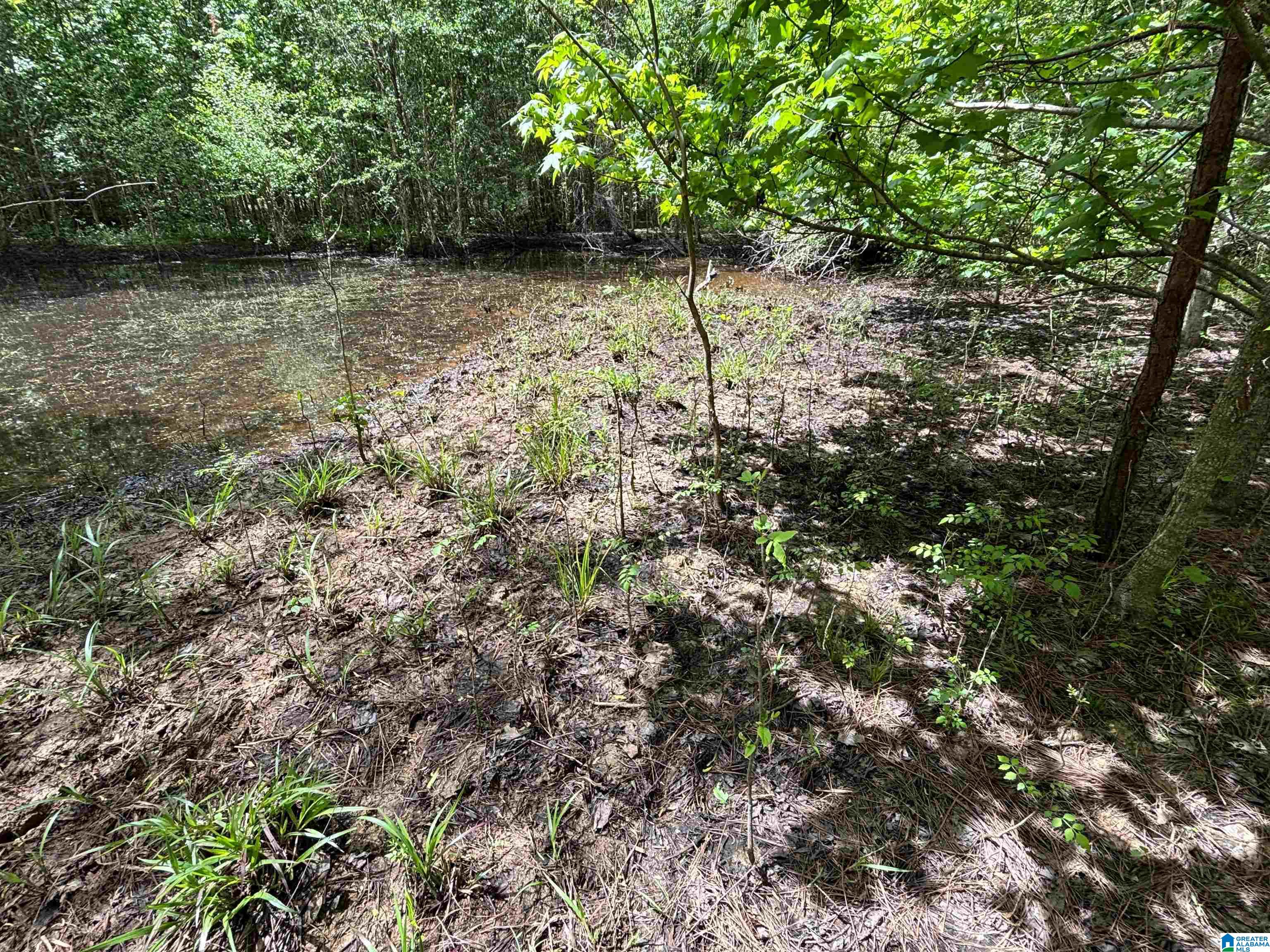 498 Blackwood Road, Unit 14 9 ACRES Parrish, AL 35580 - Photo 7 of 50