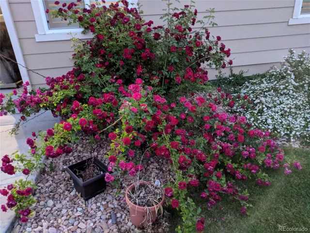 a view of a flower in a garden