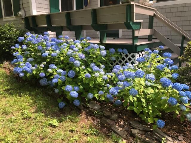 15 Snow Road Boothbay Harbor, ME 04538 - Photo 45 of 46 flowering bushed abound