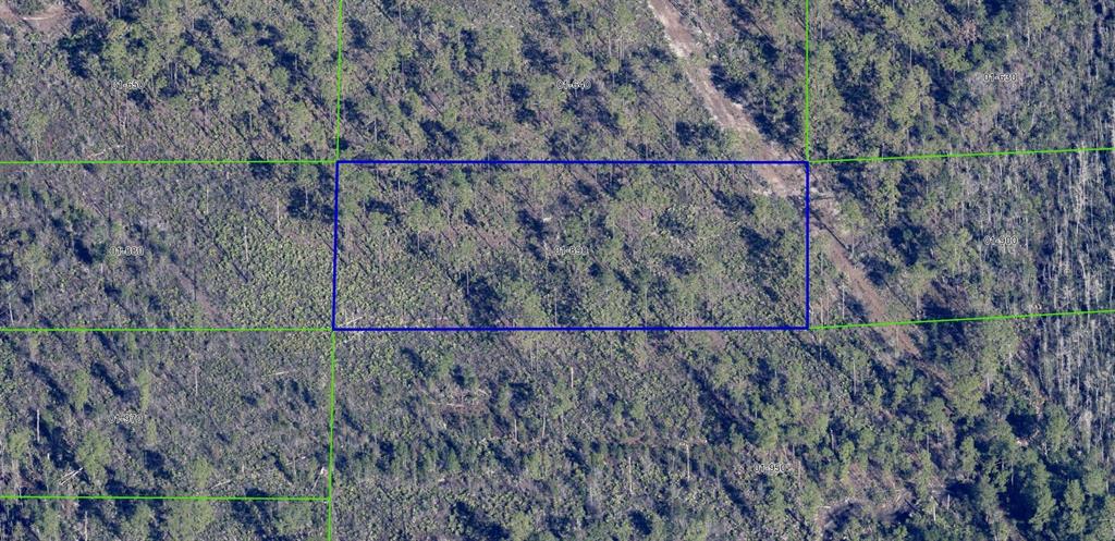 1890 Dill Road Christmas, FL 32709 - Photo 3 of 11 a view of a dry yard