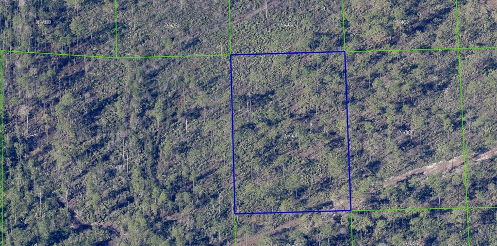 1890 Dill Road Christmas, FL 32709 - Photo 5 of 11 a view of a dry yard