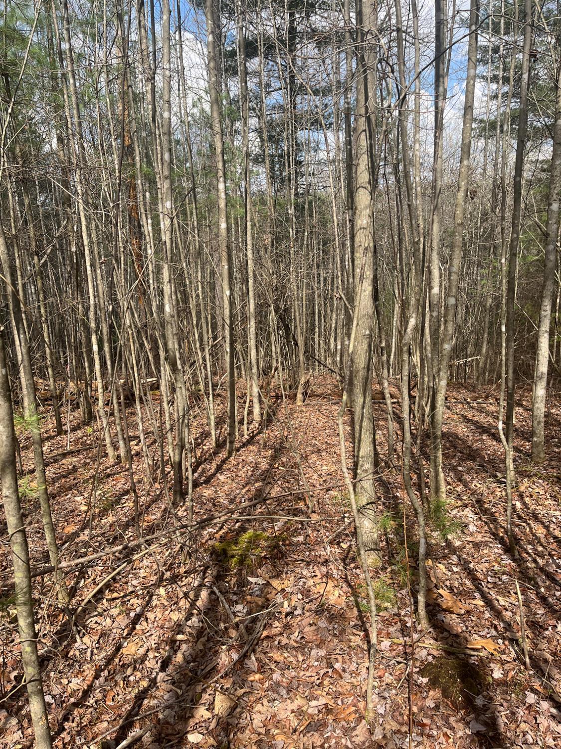 21 Blue Ridge Lane Monroe, VA 24574 - Photo 2 of 15