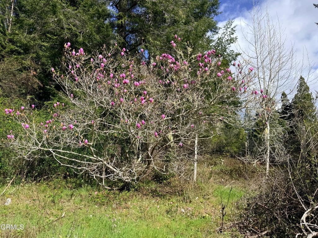 3480 Albion Ridge G Road North Albion, CA 95410 - Photo 24 of 32 Magnolia tree in bloom