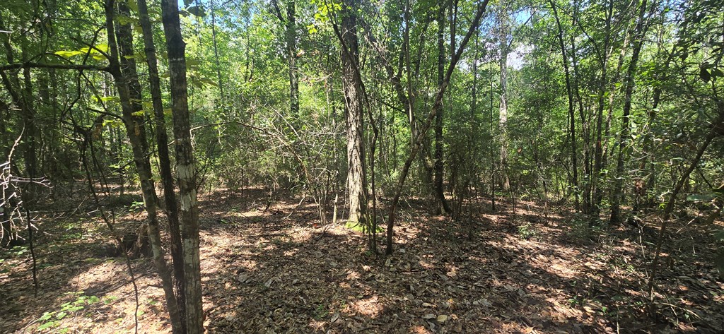 4739 Wallace Buie Road Columbia, AL 36319 - Photo 40 of 54