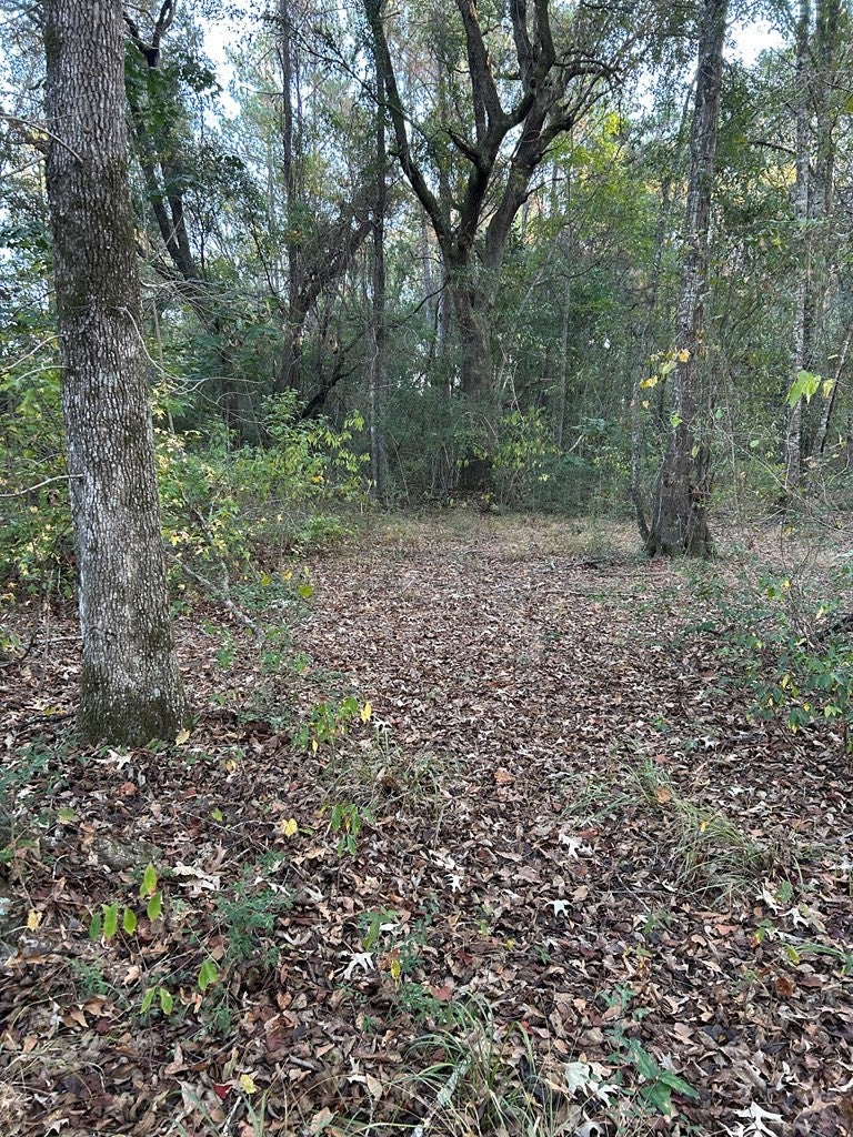 0 Hammock Road Carriere, MS 39426 - Photo 8 of 14 Gallery Image 8