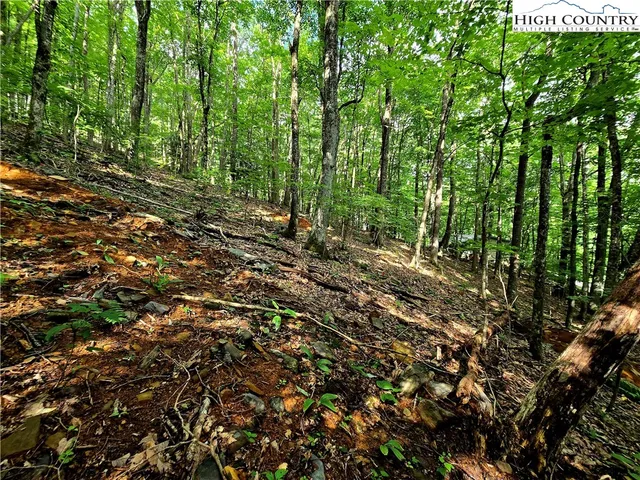 a view of a lush green forest