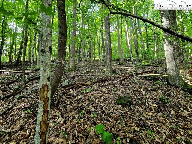 a view of a forest that has large trees