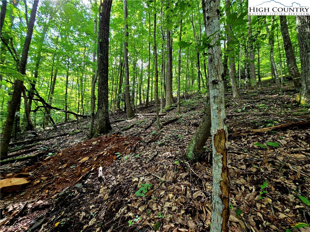 Red Fox Ridge Boone, NC 28607 - Photo 14 of 17 a view of a forest that has large trees