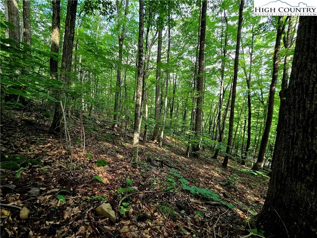 a view of an outdoor space with lots of green trees