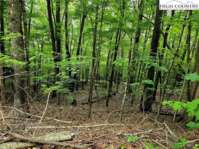 a view of a forest that has large trees