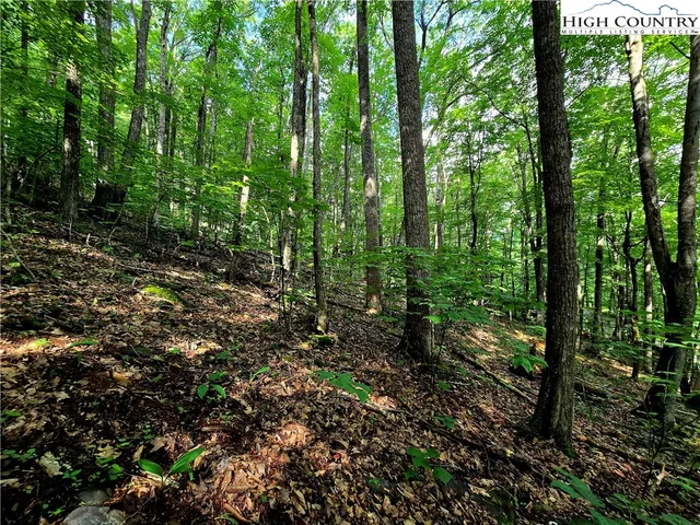 a view of a forest that has large trees