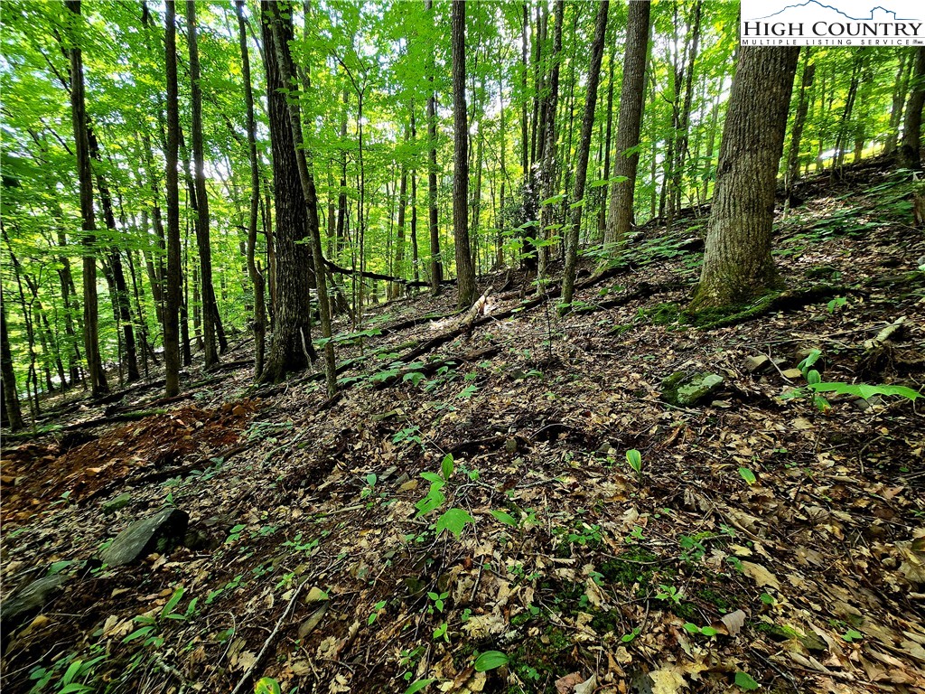 Red Fox Ridge Boone, NC 28607 - Photo 9 of 17 a view of a forest that has large trees