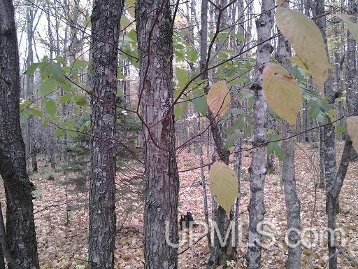 Tbd Whitefish Road Chatham, MI 49816 - Photo 14 of 30