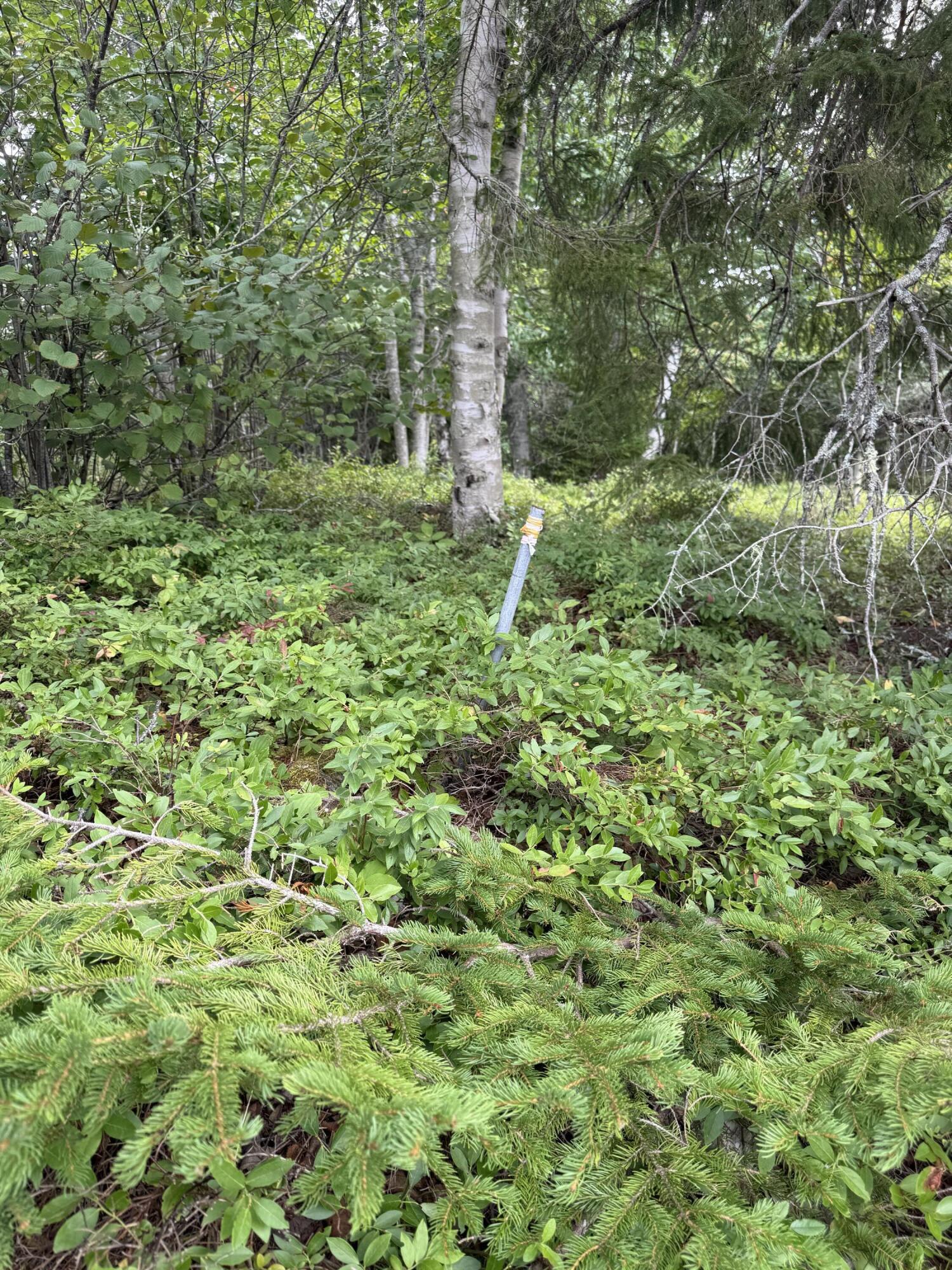 Lot 5 Tom Leighton Point Road Milbridge, ME 04658 - Photo 19 of 22 IMG_5847