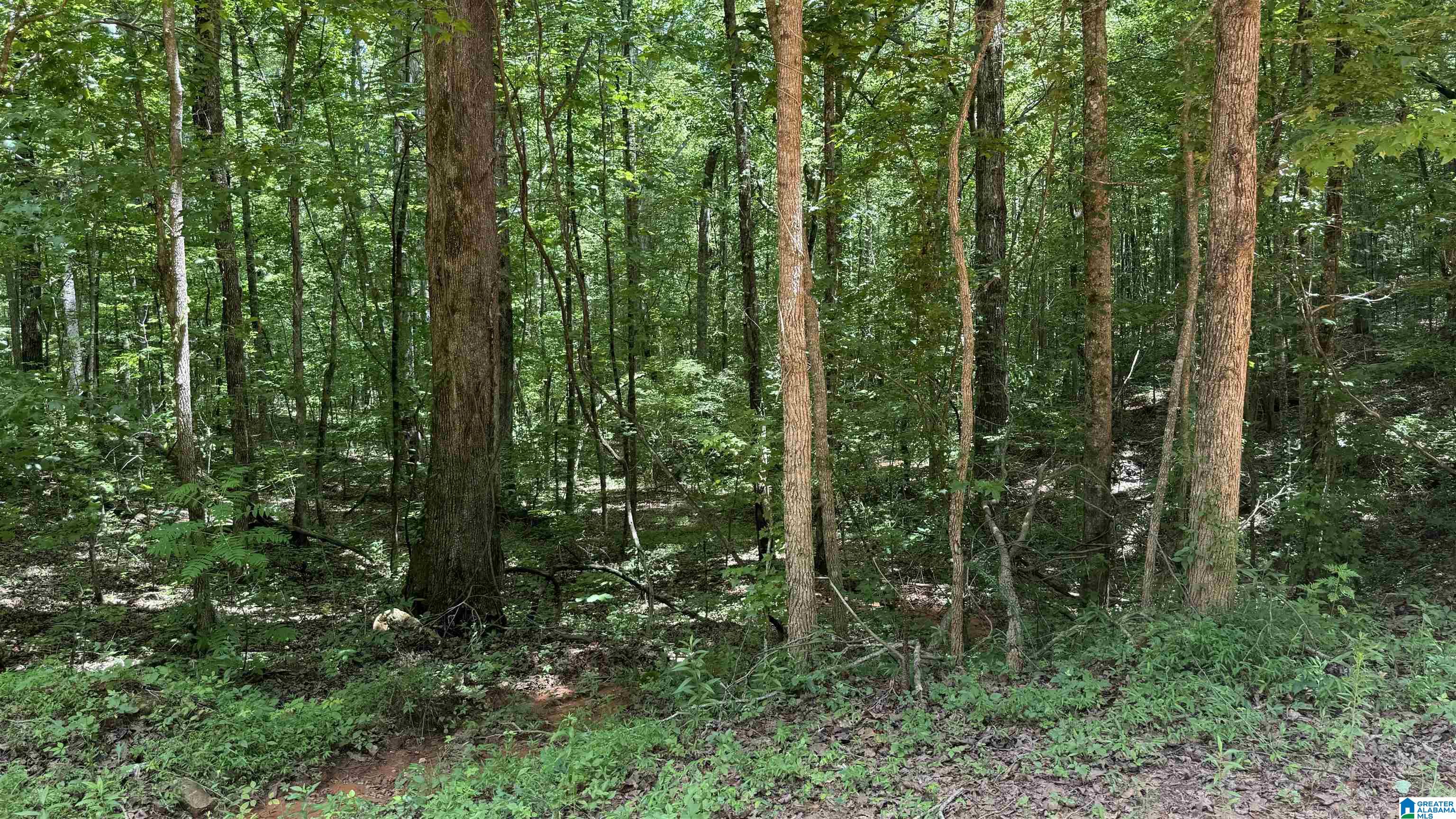 0 Pinetucky Lane Heflin, AL 36264 - Photo 9 of 16