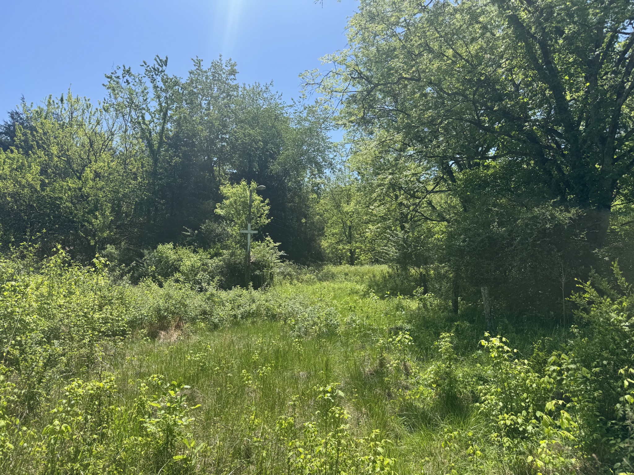 197 Blue Smith Road Petersburg, TN 37144 - Photo 24 of 29 a plant view in yard