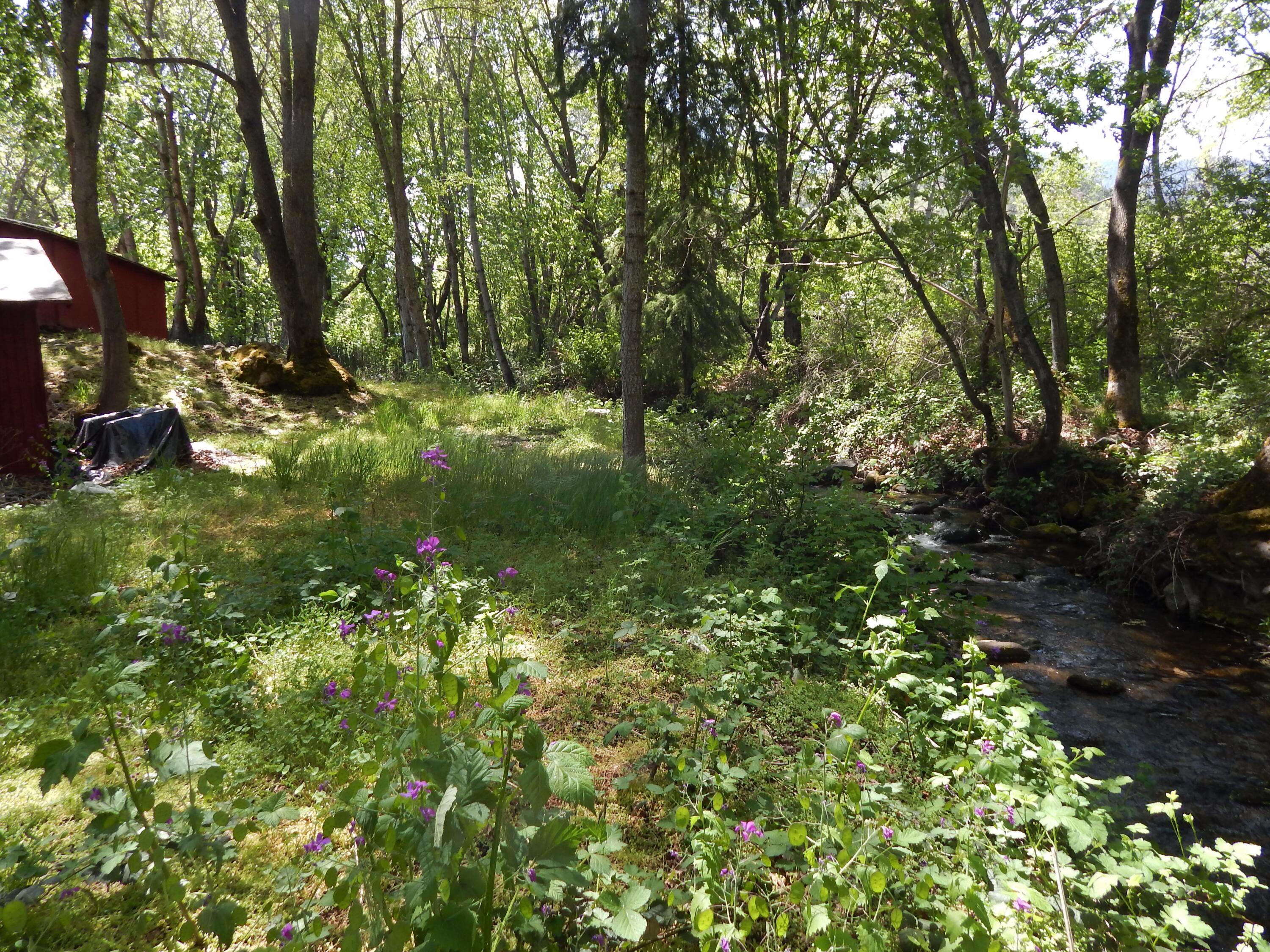 825 Neil Creek Road Ashland, OR 97520 - Photo 17 of 23 before clearing