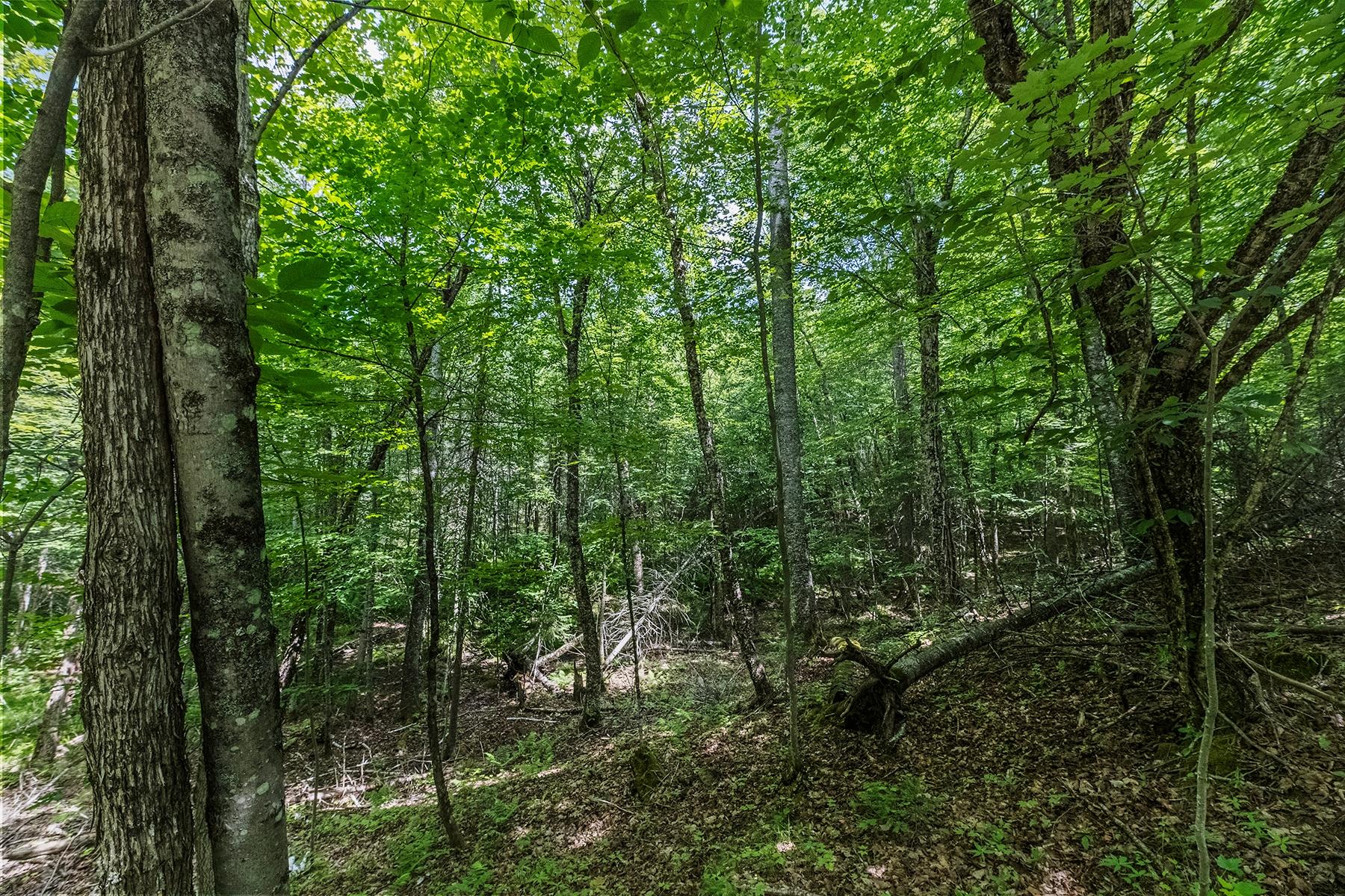 Lot 62 Bald Eagle Road Presque Isle, WI 54557 - Photo 9 of 35 Gallery Image 9