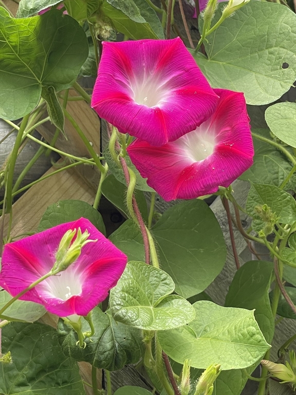 62-64 Flett Road, Unit 64 Belmont, MA 02478 - Photo 26 of 32