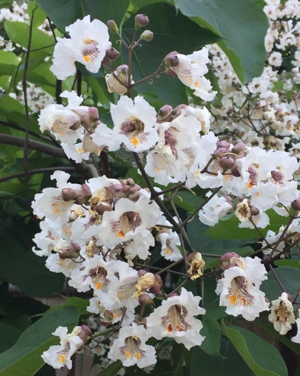 62-64 Flett Road, Unit 64 Belmont, MA 02478 - Photo 28 of 32