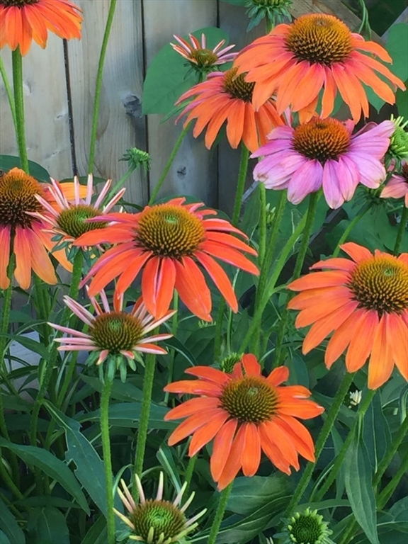 62-64 Flett Road, Unit 64 Belmont, MA 02478 - Photo 31 of 32