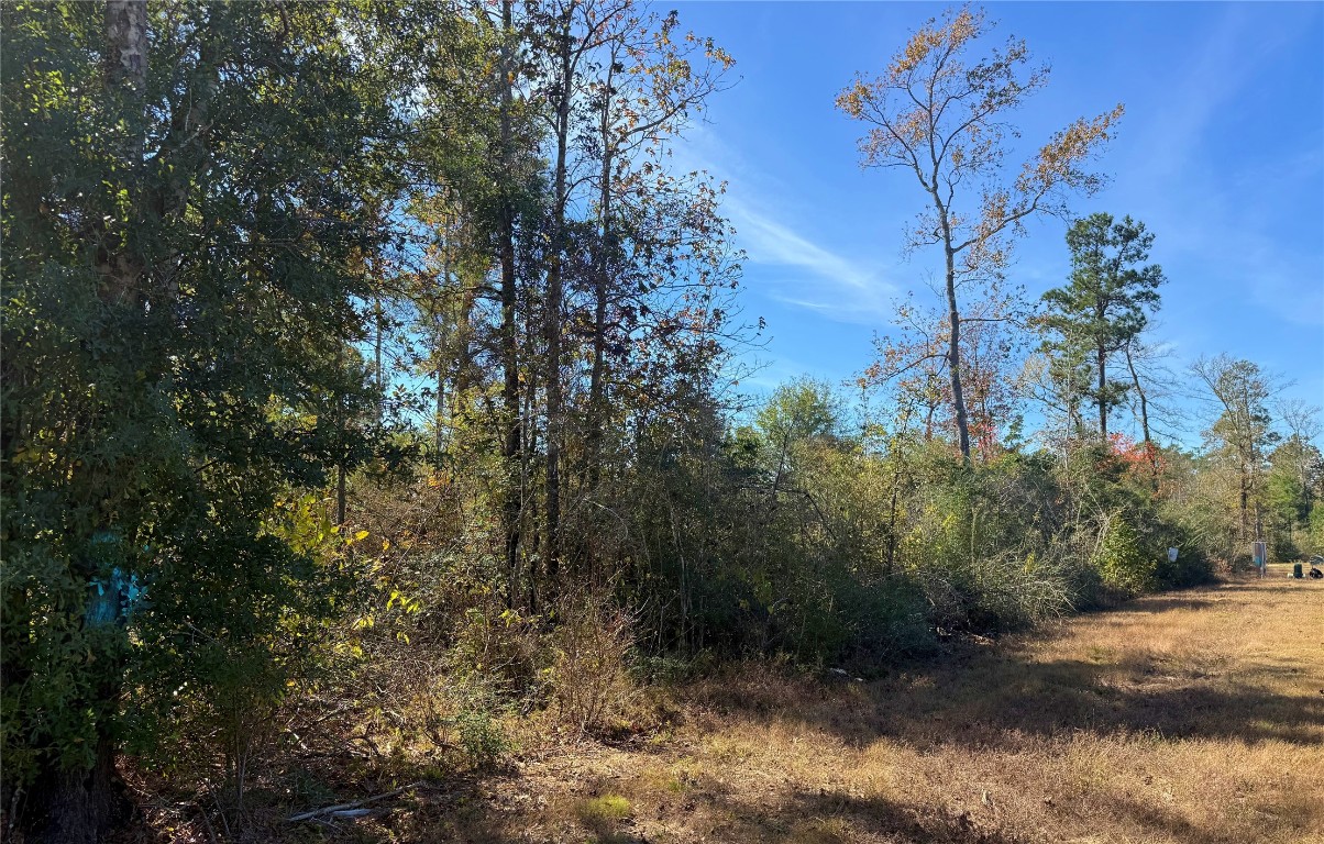 312 Iron Horse Road Willis, TX 77378 - Photo 8 of 11 a view of a forest filled with trees