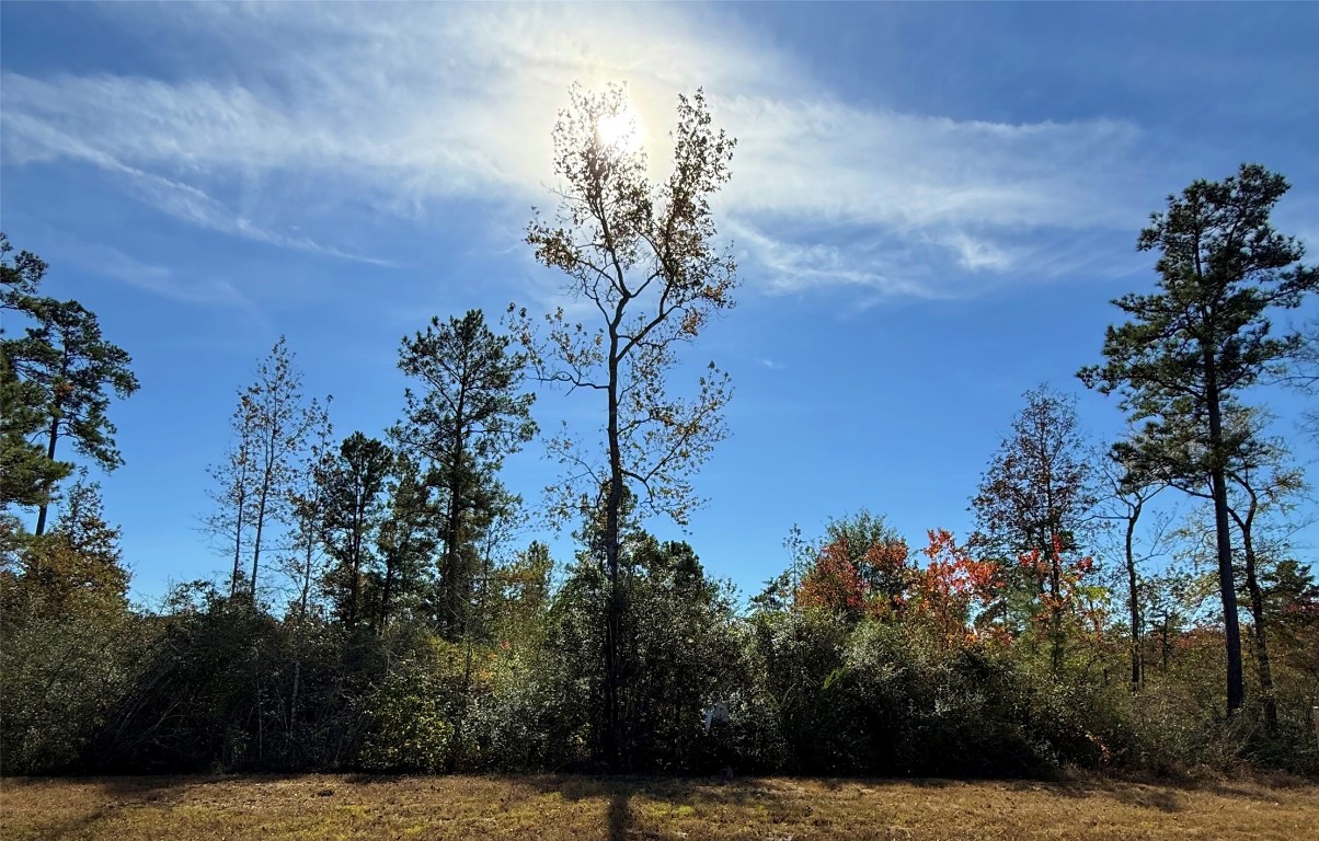 312 Iron Horse Road Willis, TX 77378 - Photo 9 of 11 a view of a outdoor space