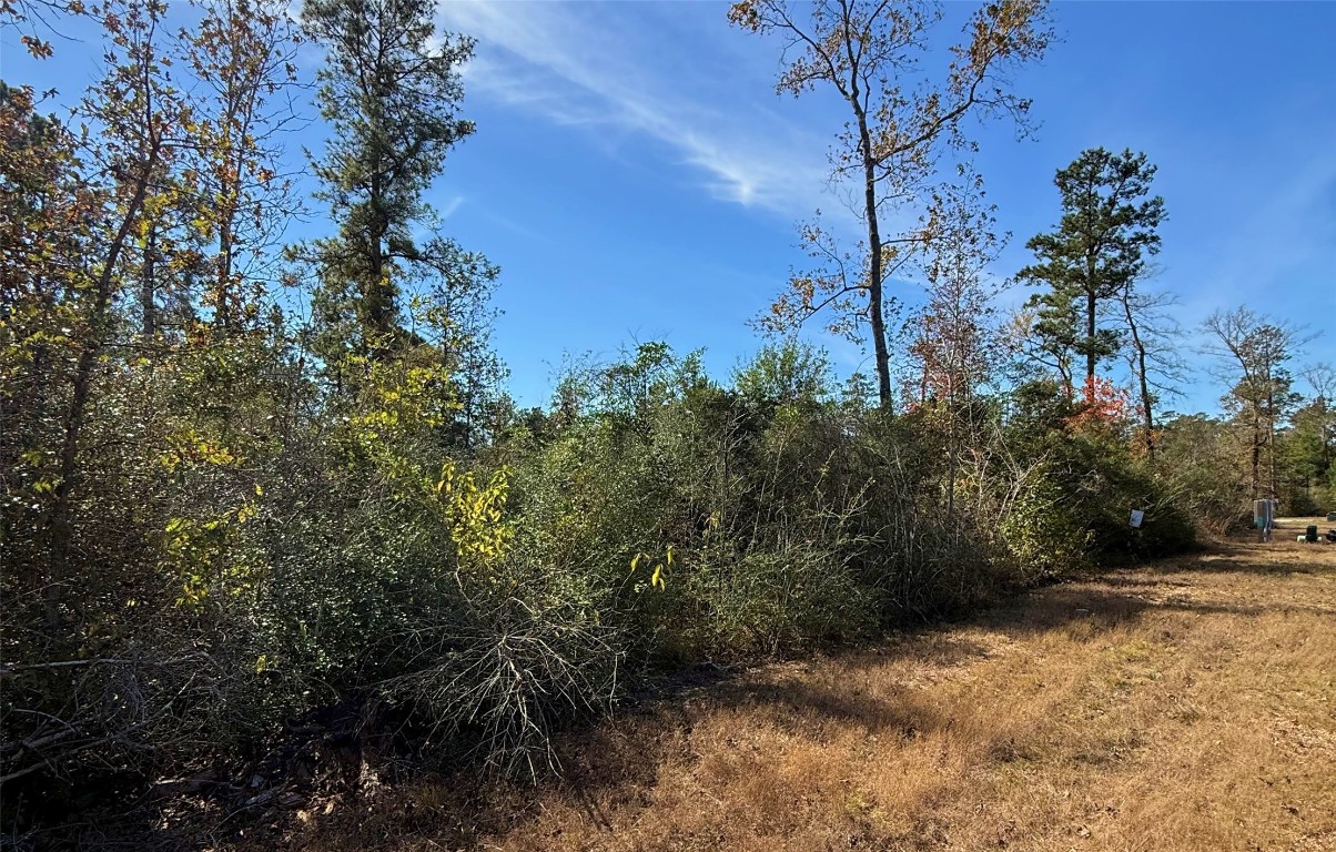 312 Iron Horse Road Willis, TX 77378 - Photo 10 of 11 a view of a yard with plants and trees