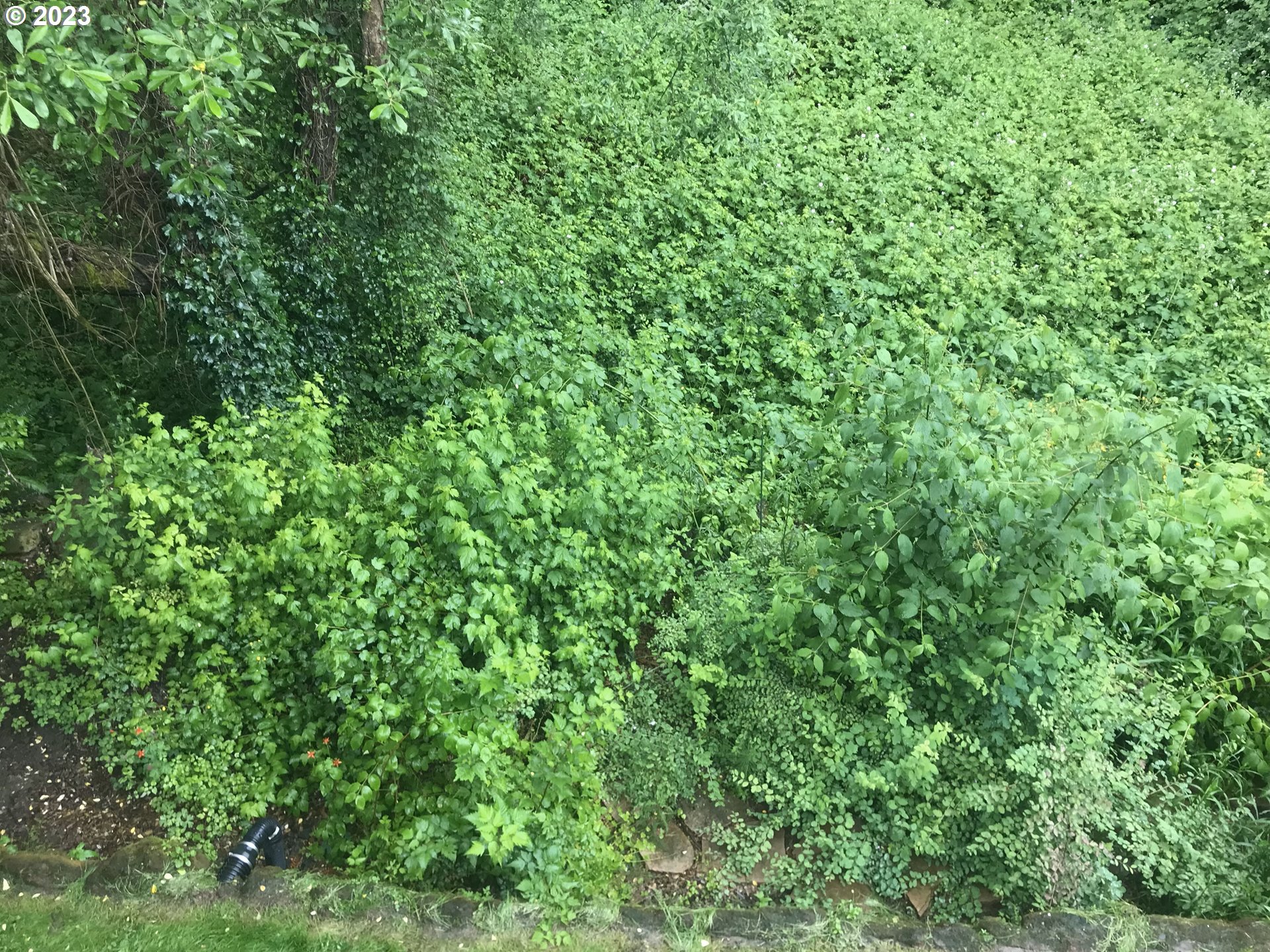 5225 Southwest Oleson Road, Unit 10 Portland, OR 97225 - Photo 23 of 30 a view of a lush green forest