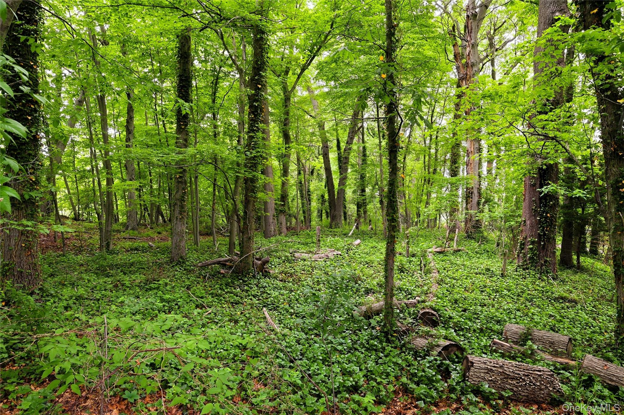 25 Edcris Lane Huntington, NY 11743 - Photo 39 of 40 Wooded Property