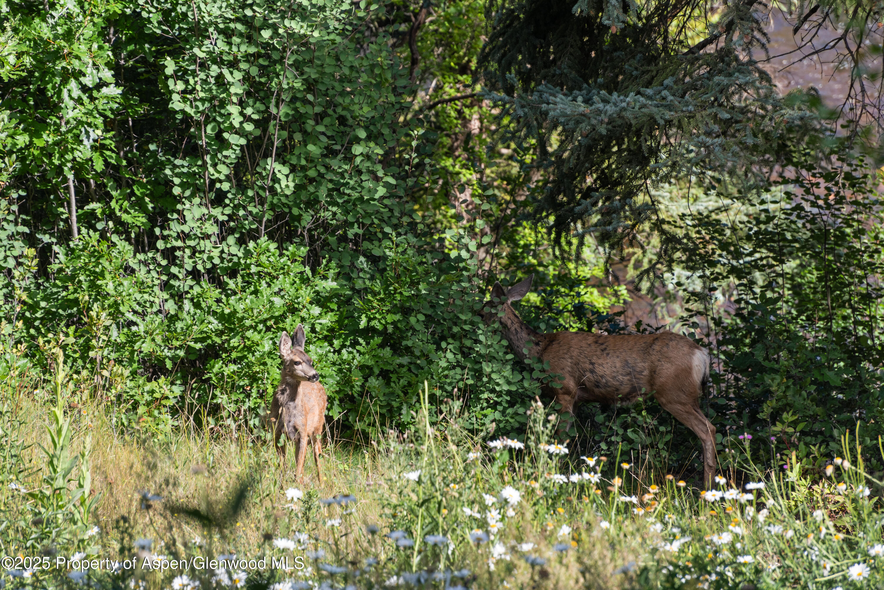 768 Kings Lake Road Basalt, CO 81621 - Photo 31 of 42 a view of a flower in a garden